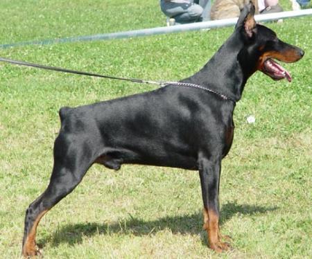 Modus Ost Ezra Erg | Black Doberman Pinscher