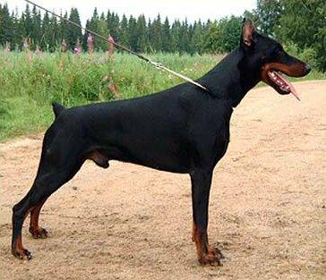 Smart Wood Hills Excellent | Black Doberman Pinscher