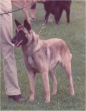 Sabrefield Hope for me (Malinois) | Belgian Laekenois 