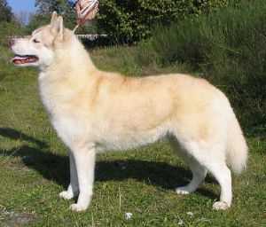 ZIMOWA BALLADA ESKIMOSKI DOMEK | Siberian Husky 