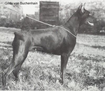 Gilda v. Buchenhain | Brown Doberman Pinscher