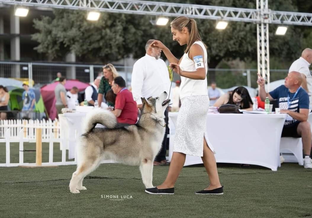 MAZURSTAR MAMBA BERRY | Alaskan Malamute 