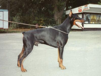 Diaz Delano v. Diaspora | Black Doberman Pinscher