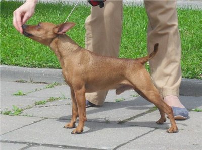 Nasha Marka Letuchiy Gollandec | Miniature Pinscher 