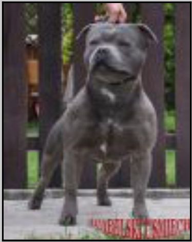 Blue Leo Diabelski Usmiech | Staffordshire Bull Terrier 