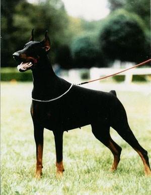 Maya de la Vallee de la Seine | Black Doberman Pinscher