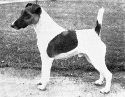 Newmaidley Quicksilver | Smooth Fox Terrier 