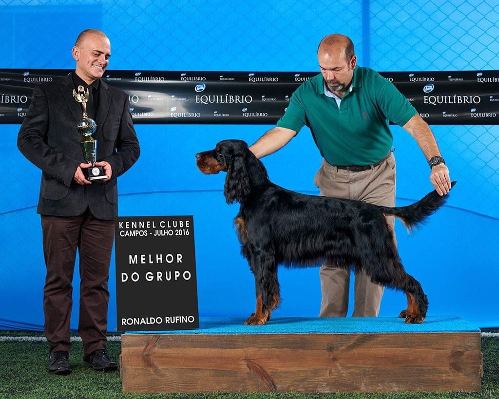 Jewel In Black de Colempce | Gordon Setter 