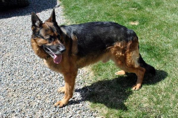 Brutusvomhausfoster | German Shepherd Dog 