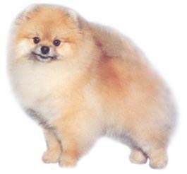 Ben Aires Moon Beam | Pomeranian 