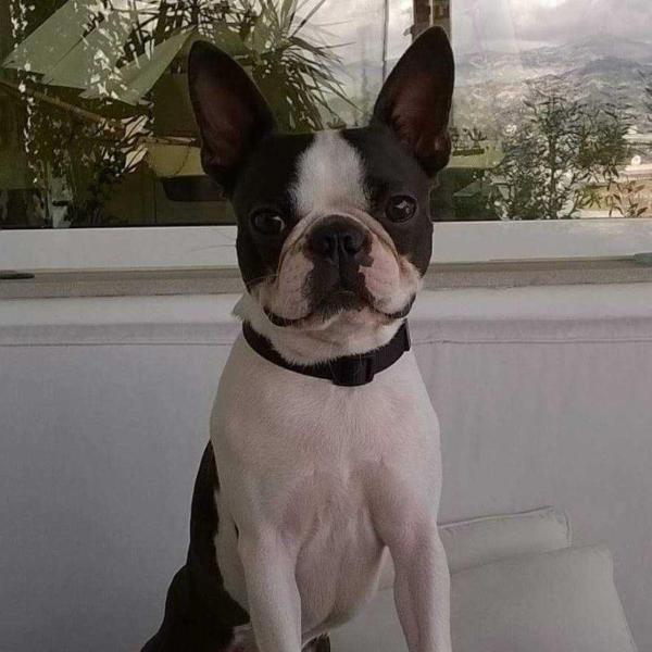 Borodin's Prince Igor of Adorable Gang | Boston Terrier 