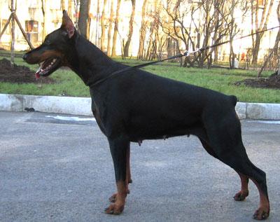 Santa Julf Amazonka | Black Doberman Pinscher