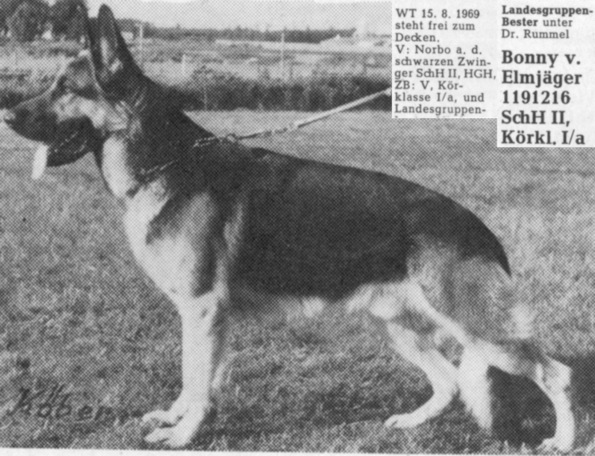 Bonny vom Elmjäger | German Shepherd Dog 