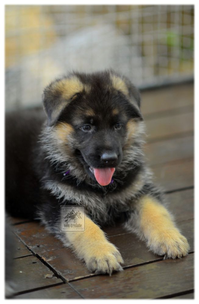 Diamond vom Crystalle Creek | German Shepherd Dog 