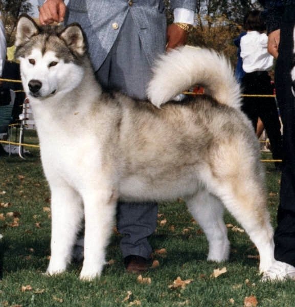 Aluk's Dustdevil | Alaskan Malamute 