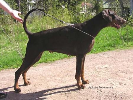 Sant Kreal Sweet Simphony | Brown Doberman Pinscher