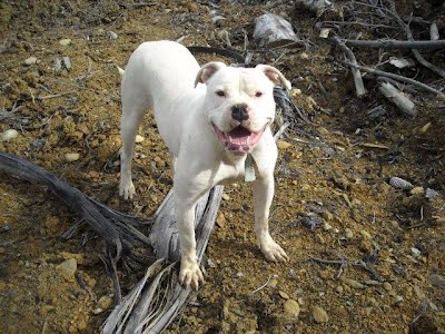 Hay's Jezzy | American Bulldog 