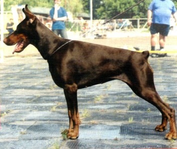 Adel Adriana de Vinko | Brown Doberman Pinscher