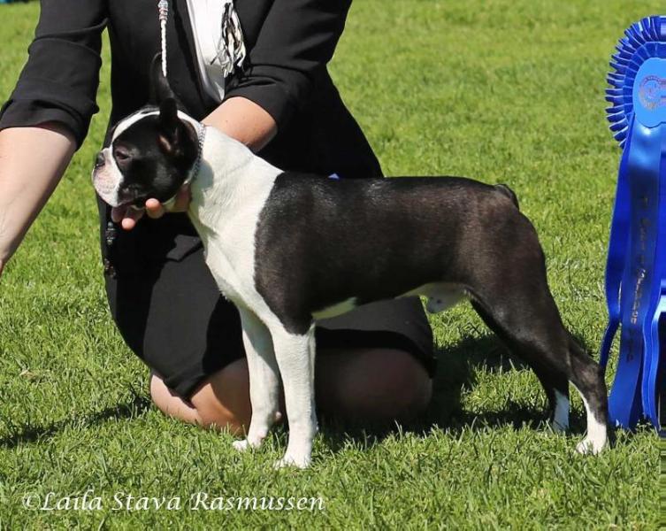 Mollyville's Castle Of Midnight Sun | Boston Terrier 