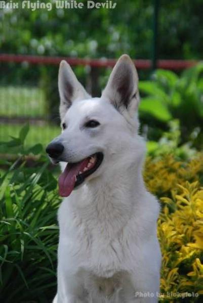 Brix Flying White Devils | White Swiss Shepherd Dog 