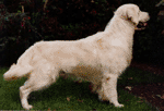 Lislone Kallan | Golden Retriever 
