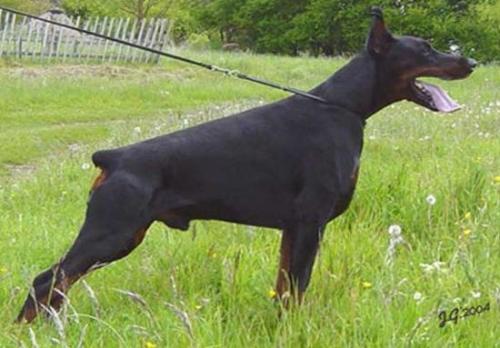 Sergius-Aleksandrija Rerikh | Black Doberman Pinscher