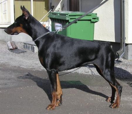 Sant Kreal Fairytale | Black Doberman Pinscher