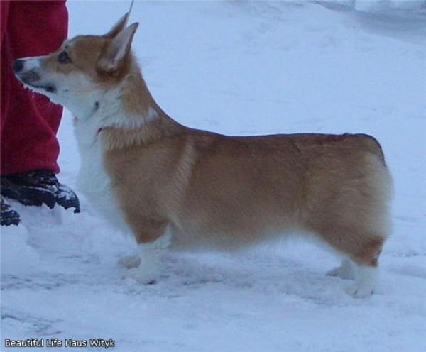 Beautiful Life Haus Wityk (NB) | Pembroke Welsh Corgi 