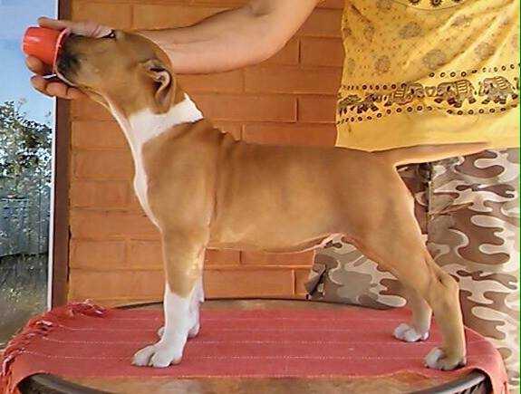 Calliandra Roots BC da Terra de Gaya | American Staffordshire Terrier 