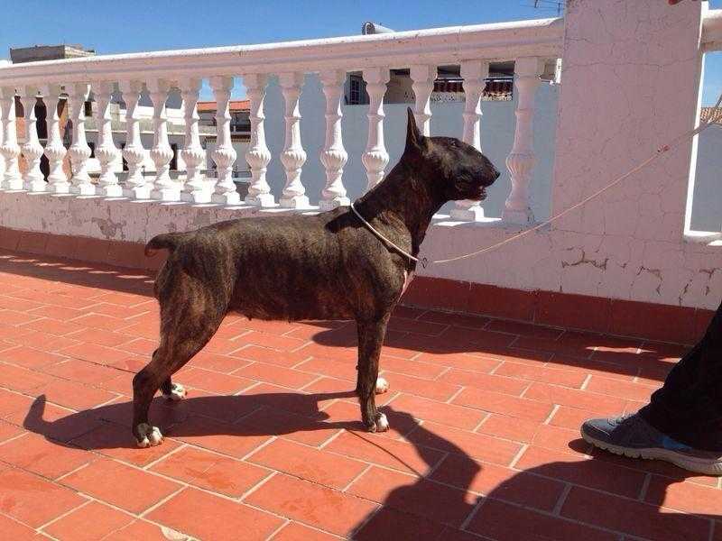 iris de amaissbull | Bull Terrier 