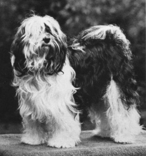 JOLLY BEARS WANG | Tibetan Terrier 