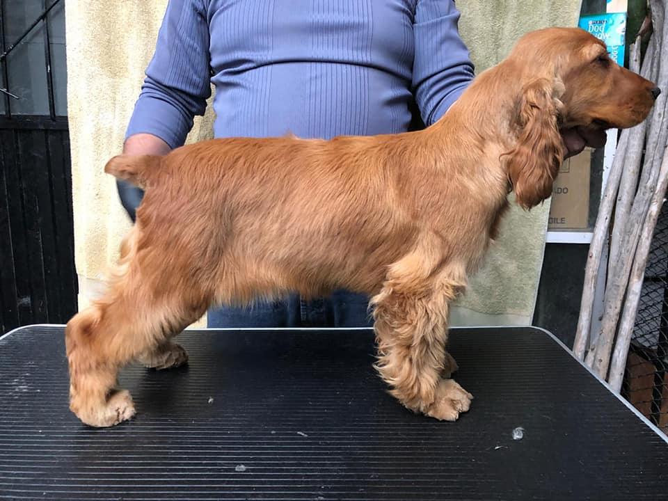 JULIET BETTY ANSOL DE COTOPAXI | English Cocker Spaniel 