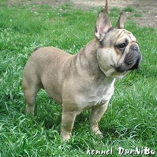 DARNIBU CHERVONIY KAZAK | French Bulldog 