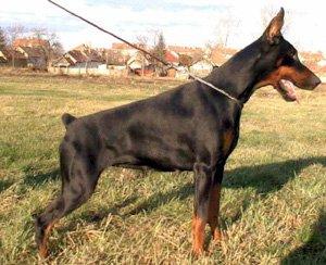 Tahi-Reme Inka | Black Doberman Pinscher