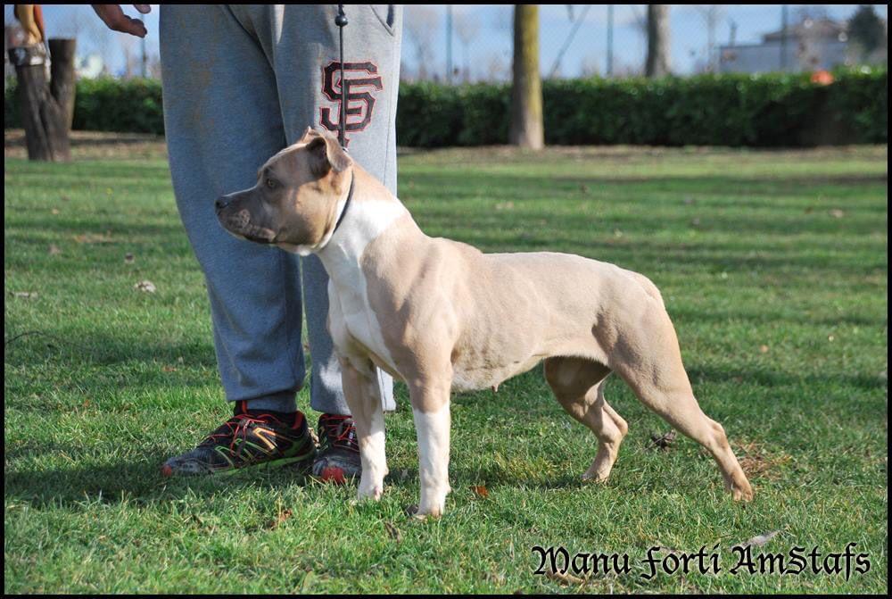 manu forti rolling dice | American Staffordshire Terrier 