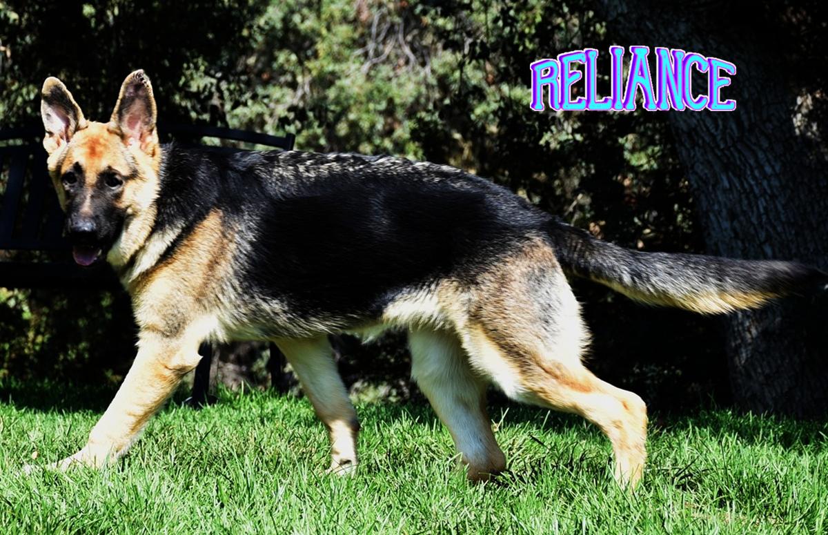 Hoffnungsvoller Vertrauen vom Schattenherz | German Shepherd Dog 