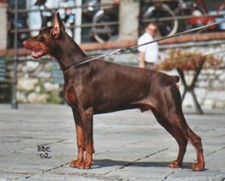 Merlino Ardens della Favola | Brown Doberman Pinscher