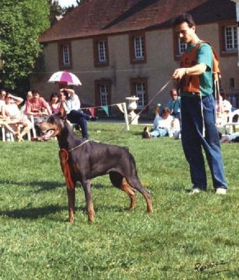 Courgha de Fassano | Blue Doberman Pinscher