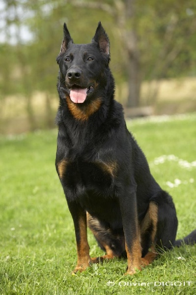 Uroc De La Terre Sacree De Marius | Beauceron 