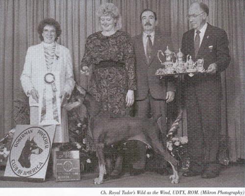 Royal Tudor's Wild as the Wind | Brown Doberman Pinscher