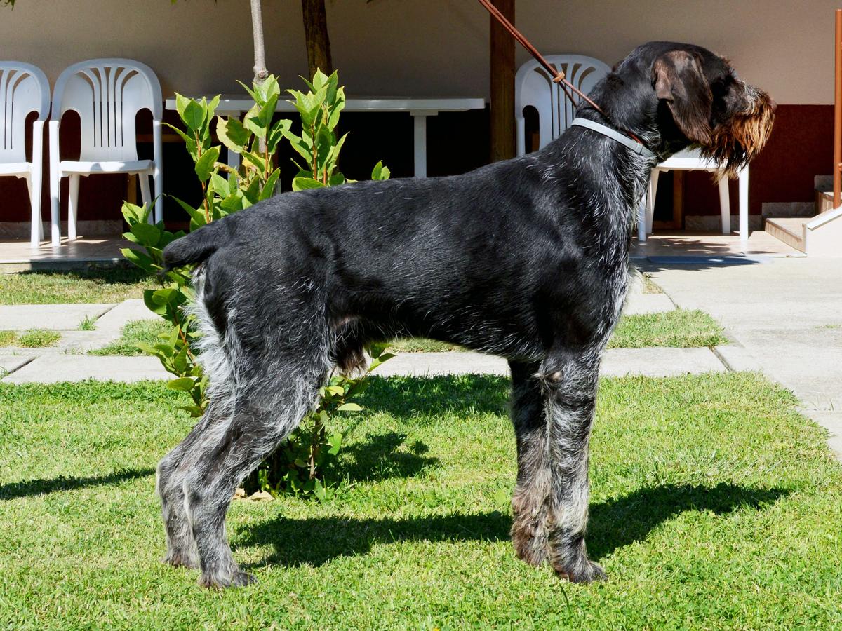 Szántovai Yago | German Wirehaired Pointer 