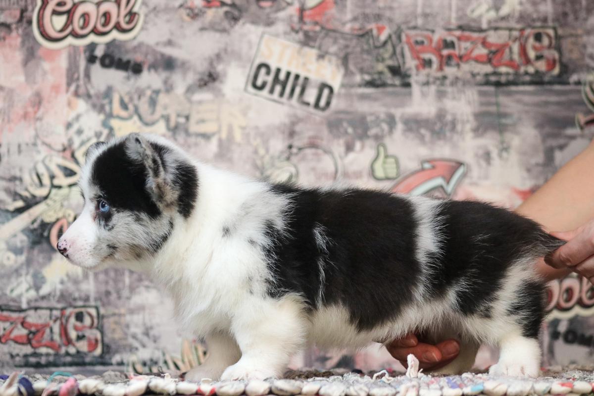 Loyal Ally Ural | Cardigan Welsh Corgi 