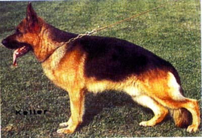 Falk vom Klostergraben | German Shepherd Dog 