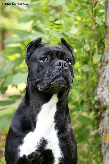 Riv'era | Cane Corso 