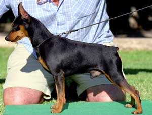 osborn von melkid house | Miniature Pinscher 