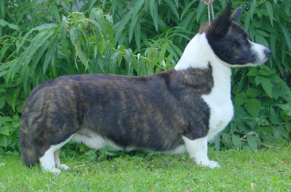 Tamlin King Solomon | Cardigan Welsh Corgi 