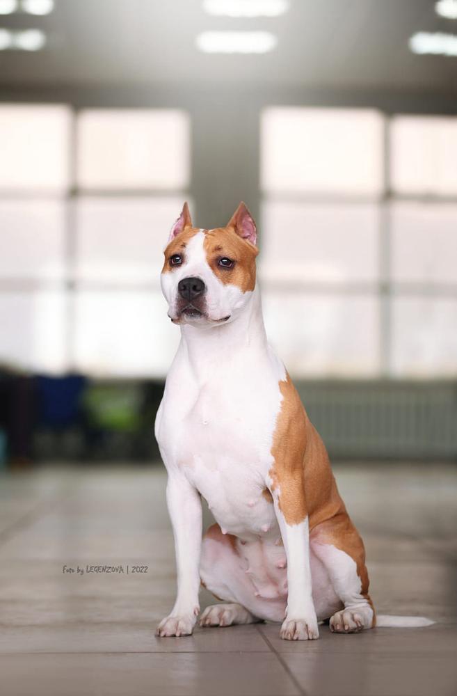 Russkie Vikingi Bulava | American Staffordshire Terrier 