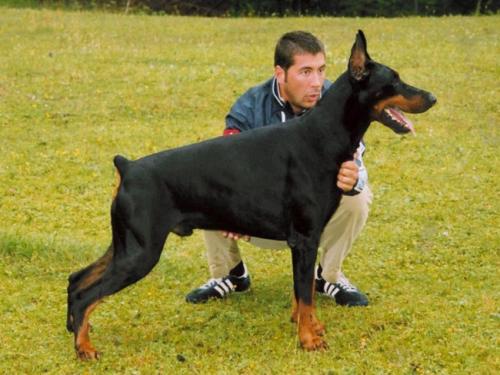 Grant di Villa Conte | Black Doberman Pinscher