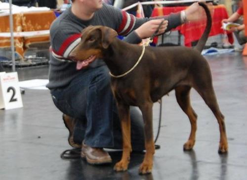 Ceyda zu Schloss Burgk | Brown Doberman Pinscher