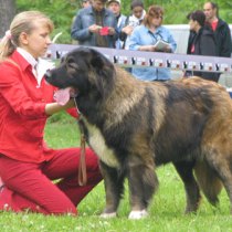 Russkiy risk vlast | Caucasian Mountain Dog 